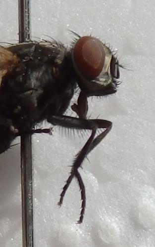 Réf. 221 103 : Musca domestica